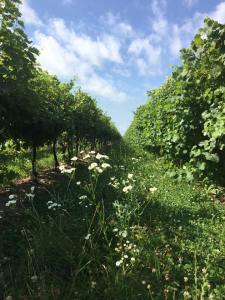 20799207_513073715696036_6449061727330391241_n