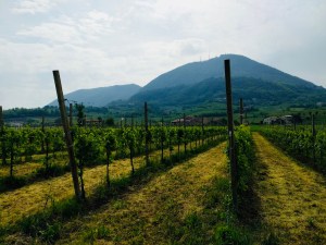 aa3b186a-45e7-4354-8510-5c5dd1431137