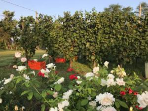 39042034_1834668743285318_5694066383164276736_n