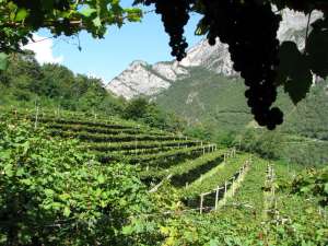 Vigneti-Maso-Cervara-1